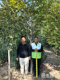 12公分二乔玉兰