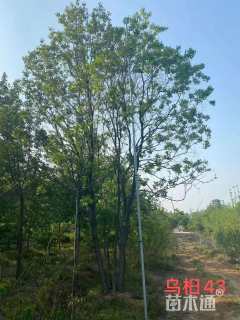 60公分(5杆)丛生乌桕