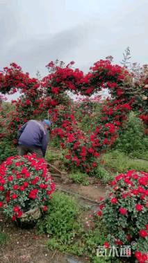 150公分造型月季