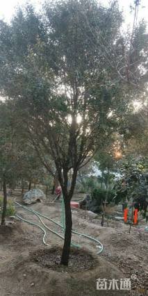 高度400厘米黄杨