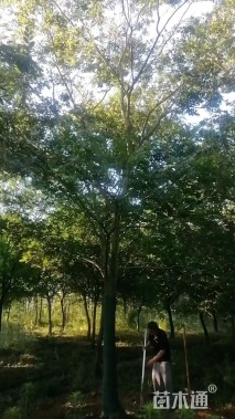 20公分朴树