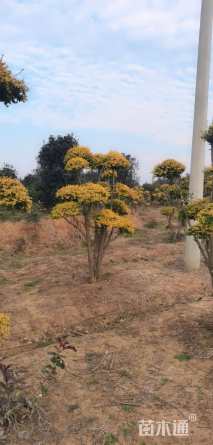 10公分造型亮晶女贞