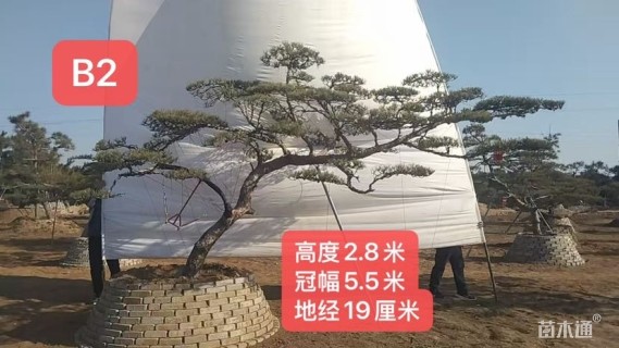 36公分造型油松