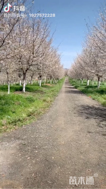 10公分高杆樱花