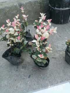 10厘米花叶络石