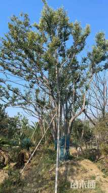 70公分(7杆)丛生女贞