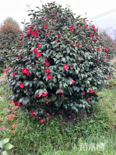 高度180厘米耐冬茶花