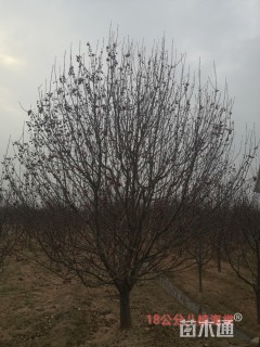 18公分八棱海棠