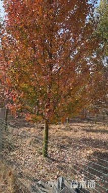 10公分美国红枫