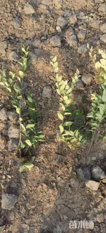 高度30厘米金森女贞