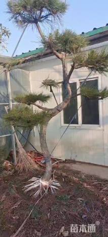 10公分造型黑松