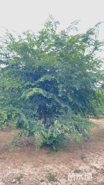 28公分(7杆)丛生朴树