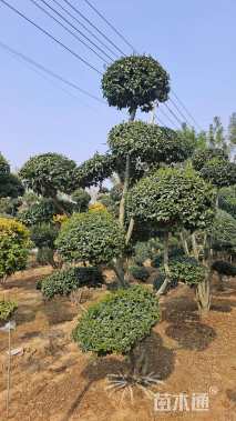 高度300厘米小叶女贞