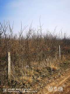 高度2600厘米丛生蜡梅