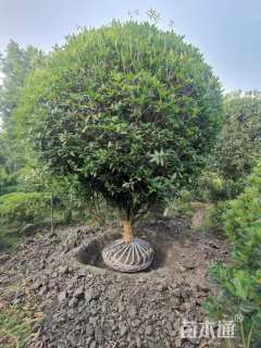 冠幅350厘米桂花球