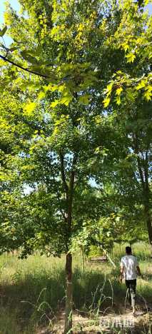 15公分美国红枫