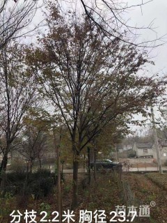 23公分榉树