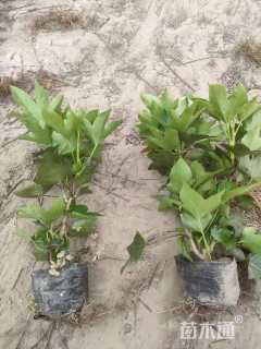 40厘米熊掌木