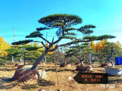 35公分造型油松