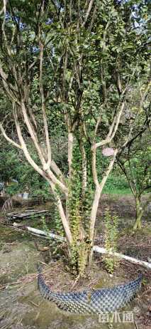 高度450厘米丛生紫薇