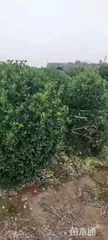 冠幅200厘米大叶黄杨球