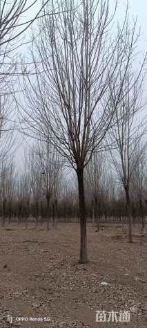 高度600厘米小叶白蜡