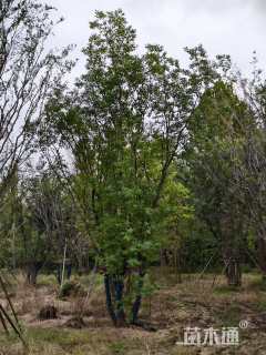 12公分(5杆)丛生朴树