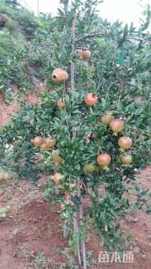 高度500厘米石榴