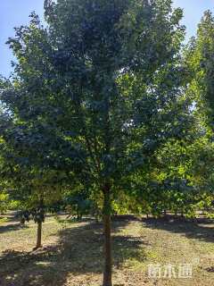 10公分美国红枫-红冠