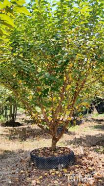 12公分日本晚樱