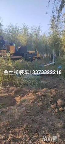 17公分金丝垂柳