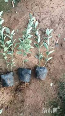 高度35厘米金边黄杨