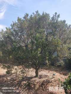 高度400厘米小叶黄杨