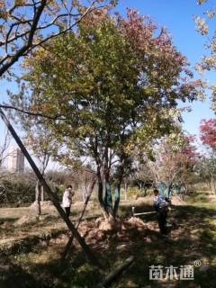 66公分丛生乌桕