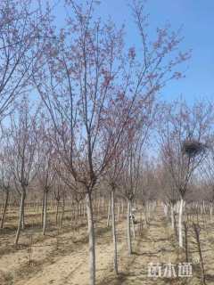 高度500厘米阳光樱