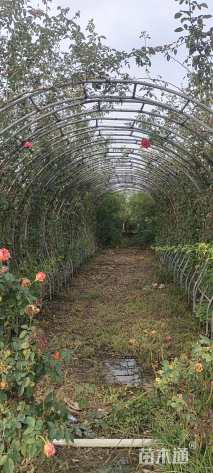 50公分造型月季