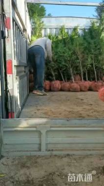 高度200厘米侧柏