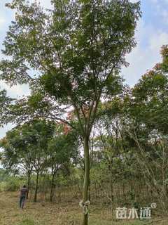 15公分黄山栾树