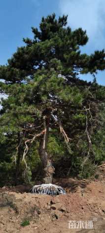 30公分造型油松