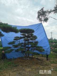 15公分造型黑松