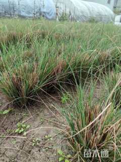 高度30厘米细叶芒