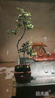 高度50厘米博兰