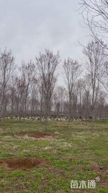 12公分美国红枫-红点