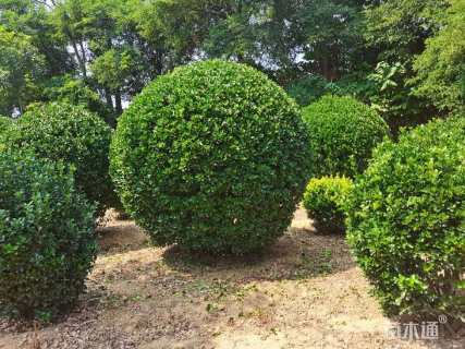 冠幅2500厘米大叶黄杨球