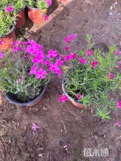 高度30厘米丛生福禄考