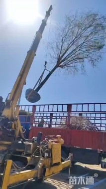 18公分桃叶卫矛