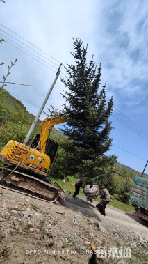高度600厘米青海云杉