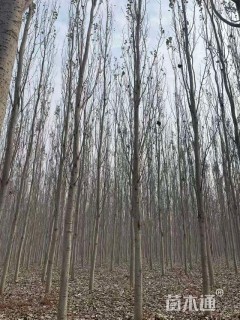 12公分窄冠毛白杨