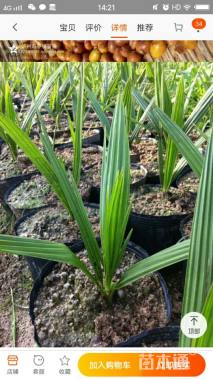 裸干高10厘米加拿利海枣