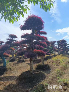 20公分造型红花继木桩